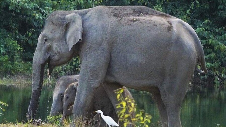 Elephant and Wildlife Watching in Kuiburi National Park - Private Afternoon Tour