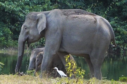 Elephant and Wildlife Watching in Kuiburi National Park - Private Afternoon...