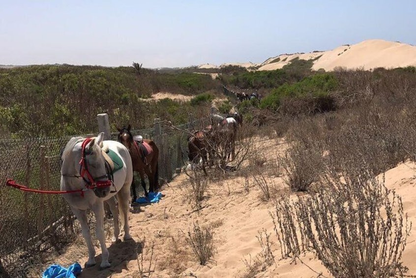 Horse riding in Agadir National Park