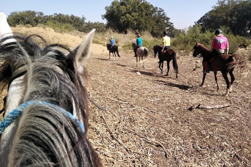 Horse riding in Agadir National Park