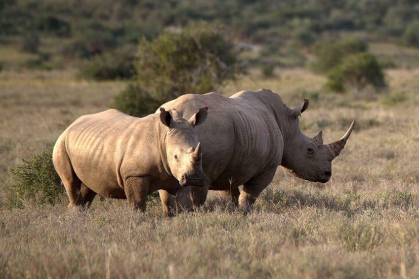 Best Of South Africa Safari - 10 Days Joburg-Kruger-Hluhluwe-Drakensberg- C/Town