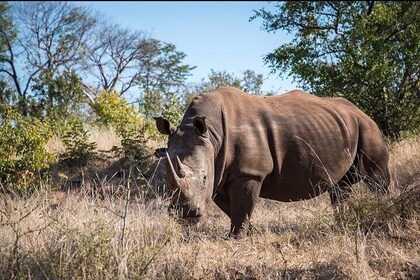 Private Tour - Game Drive & Rhino Walk Safari