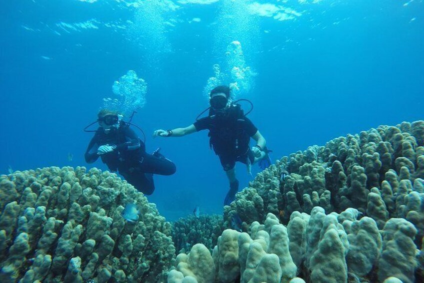 Introductory Dives with us are ONE-TO-ONE! That means every guest has their own dive guide! Maximum safety and fun!