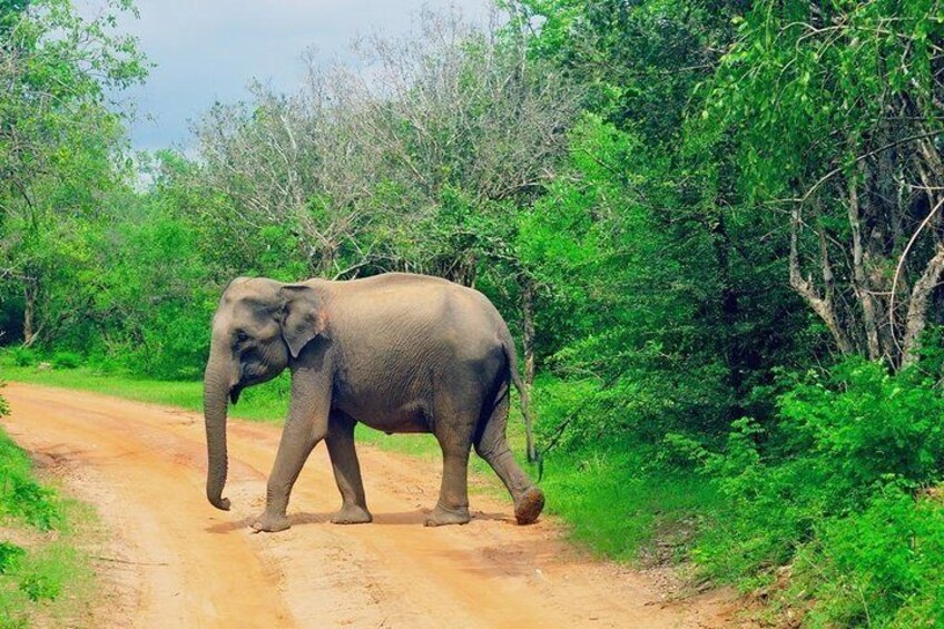 Sigiriya and Habarana Jungle Safari Day Tour from Colombo