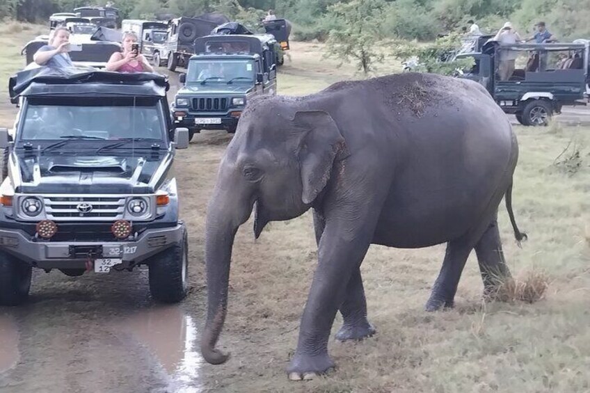 Sigiriya Day Tour from Colombo or Negombo by Private Car / Van 