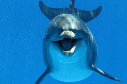 Swim with Dolphins Sea Trip, Water Sport With Lunch and Transfer - Hurghada