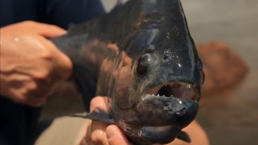 Amazon fishing Day Tour - Piranhas in Iquitos