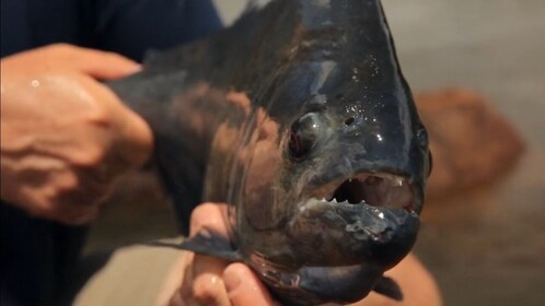 Piranha-Angeln im Amazonas-Dschungel