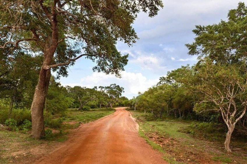 Wilpattu National Park Safari Tour from Anuradhapura 