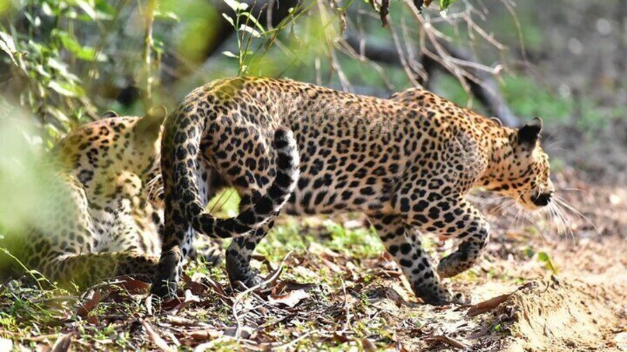 Wilpattu Half Day Safari From Anuradhapura