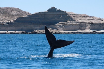 Peninsula Valdes & Estancia San Lorenzo Full Day Tour