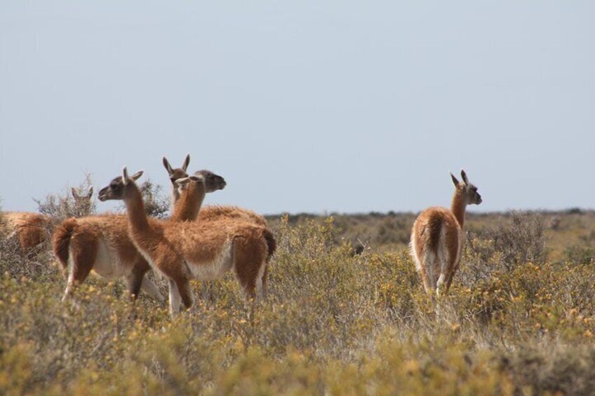 Guanacos