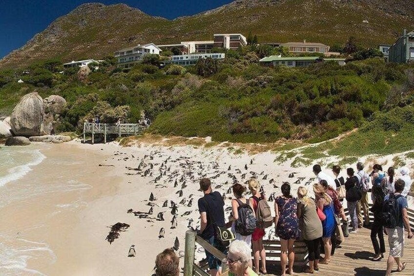 3Days Cape town - Attraction: Crocodile Diving Cage & Cape Point & Wine Tasting