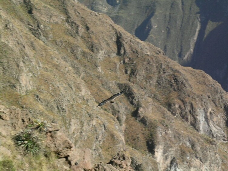 2-Day Colca Canyon Trek in Arequipa