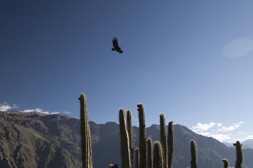 2-Day Colca Canyon Trek in Arequipa