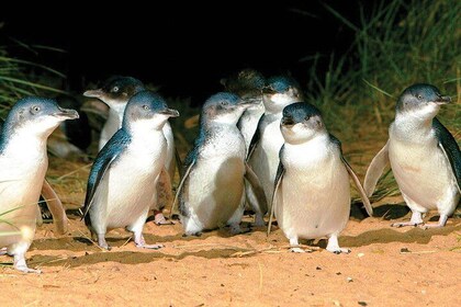 フィリップ島ペンギンと野生動物ツアー