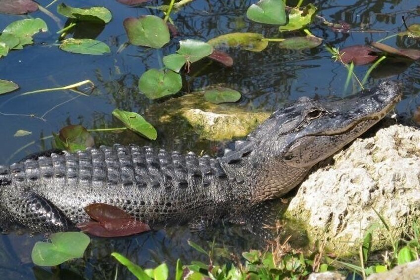 Everglades Tour in Miami