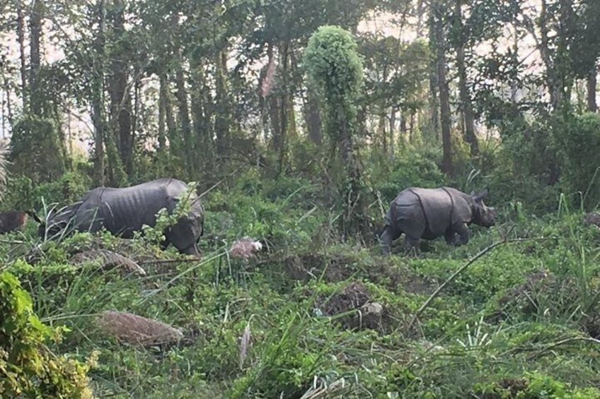 Rhinos in Chitwan jungle
