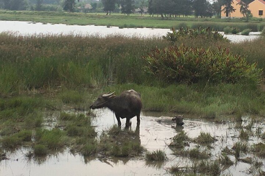 Hoi An countryside biking tour and water buffalo riding experience (4 hour)