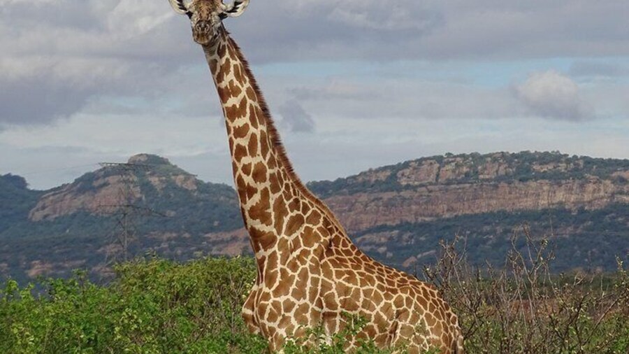 2 Nights Tsavo West Ngulia Safari Lodge and Tsavo East Voi Safari Lodge