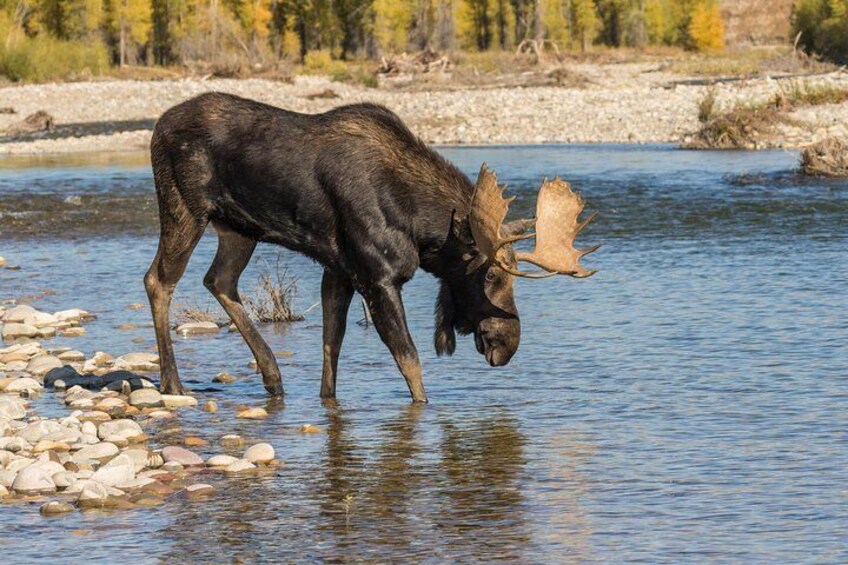 Moose on the loose