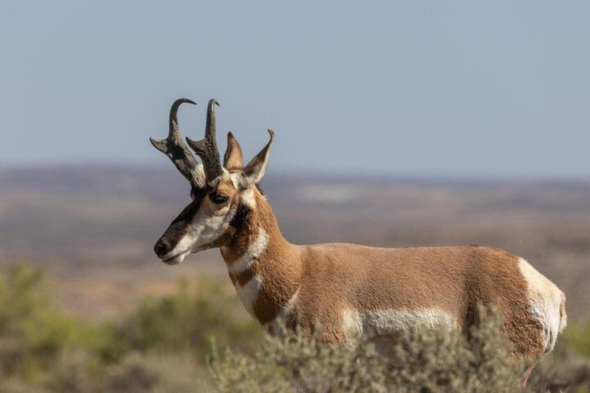 Pronghorn near Mormon Row