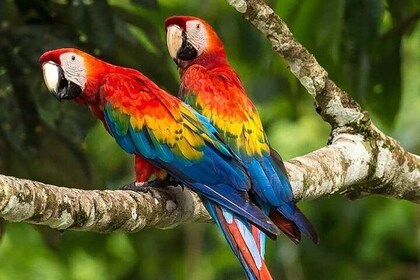 Macaw Claylick (chuncho most visited) full day