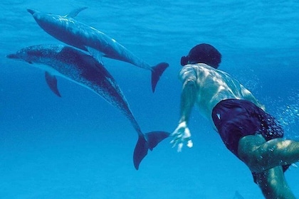 A Half Day Private Dolphins And Snorkelling Tour To Mnemba Island