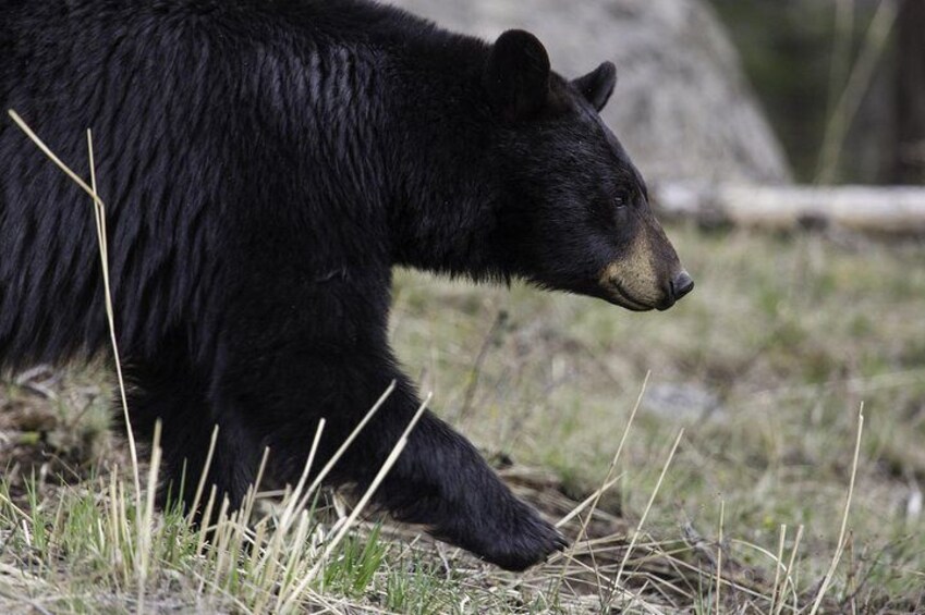 Black bear on the move