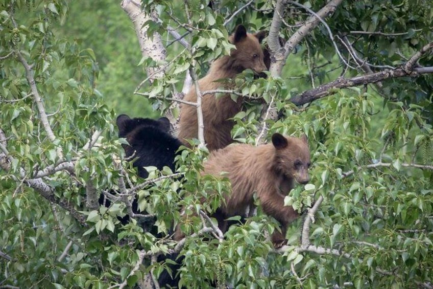 Grizzly cubs in tree