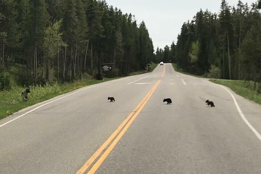 Why did the bears cross the road?