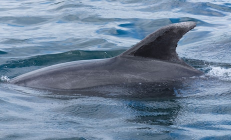 Delphinbeobachtung von Santa Ponsa oder Paguera aus