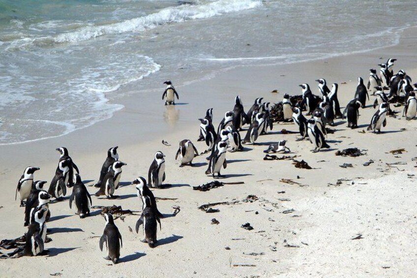 Cape Town 3 Day Attraction Tours: Shark Diving & Cape Peninsula & Wine Tasting