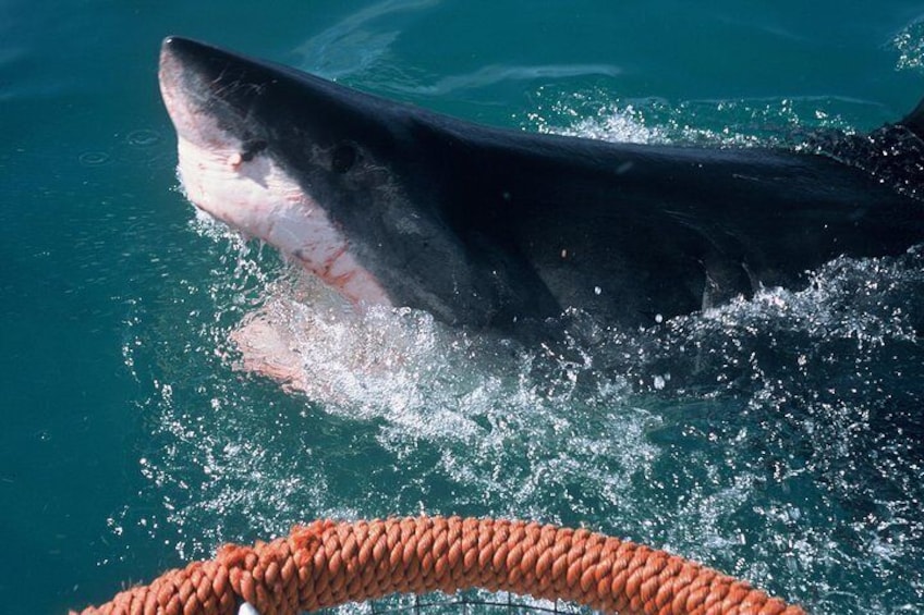 Cape Town 3 Day Attraction Tours: Shark Diving & Cape Peninsula & Wine Tasting