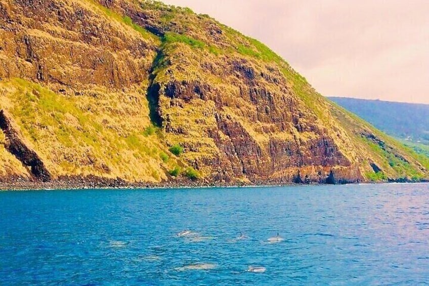 Kealakekua Bay & Captain Cook Snorkel & Sea Cave Adventure!