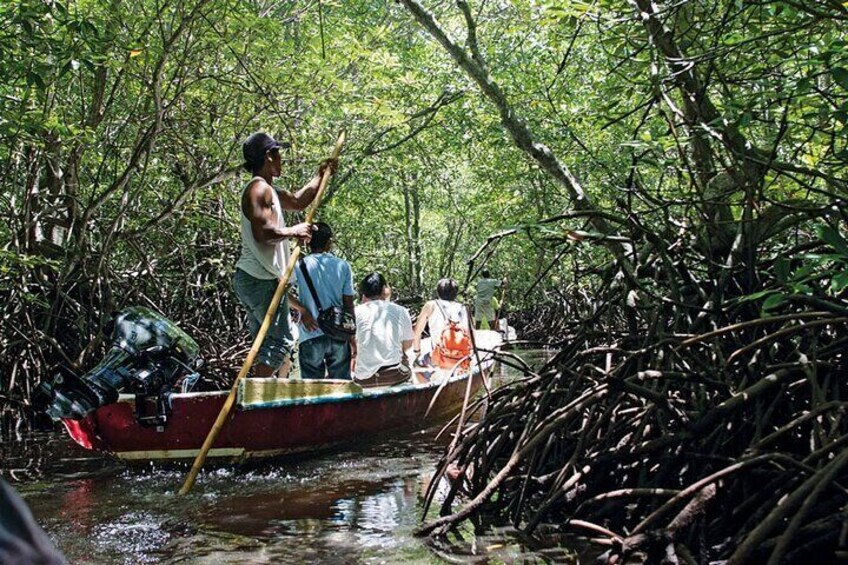 Mangrove point