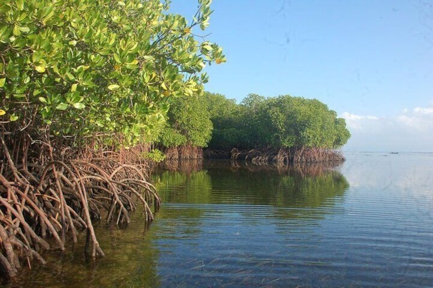 Mangrove Point