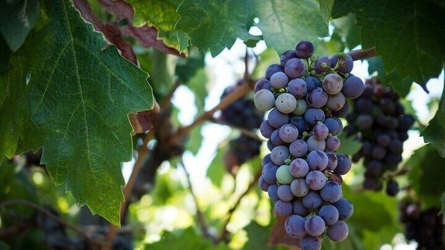 Discovering Lebanon's Finest: Chateau Musar, Ixsir and Batroun
