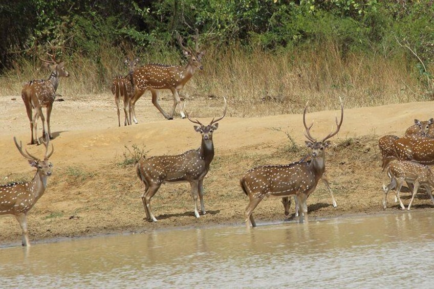 Udawalawe Private Safari from Cinnamon Bay Hotel Beruwala