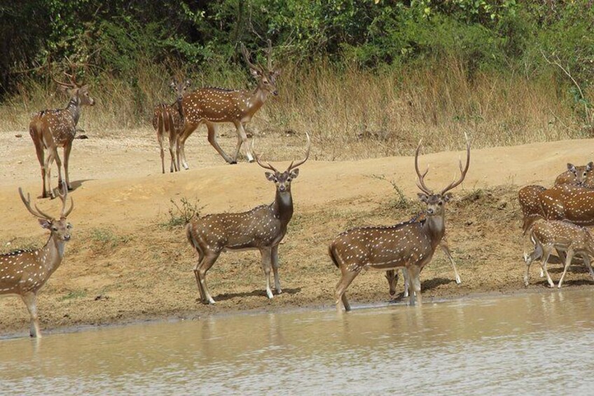 Udawalawe Private Safari from Cinnamon Bay Hotel Beruwala