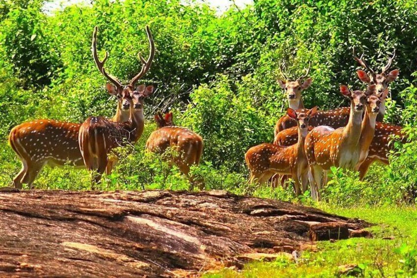 Udawalawe Private Safari from Cinnamon Bay Hotel Beruwala