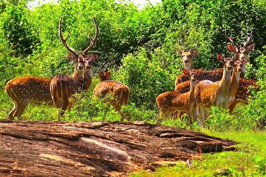 Udawalawe Private Safari from Cinnamon Bay Hotel Beruwala