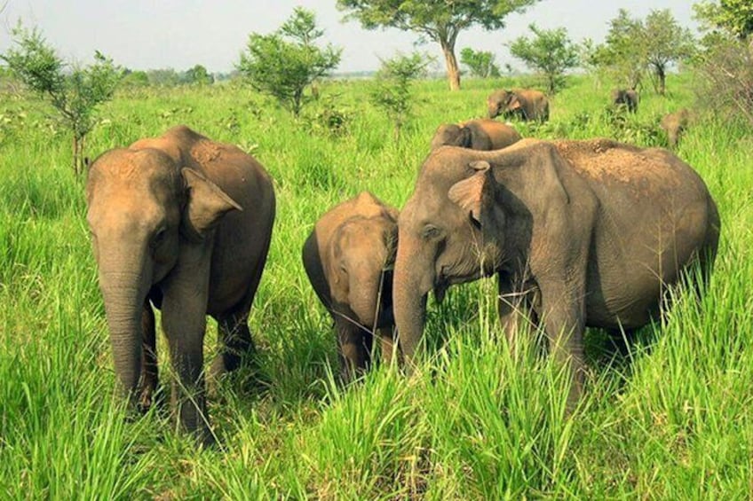 Udawalawe Private Safari from Cinnamon Bay Hotel Beruwala