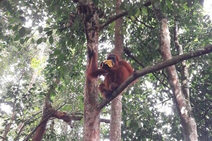 Medan - Bukit Lawang Fullday Tour