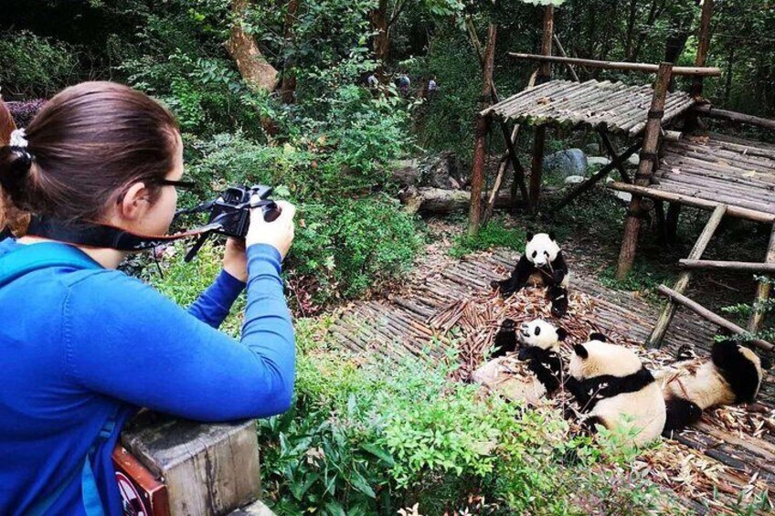 Giant panda base