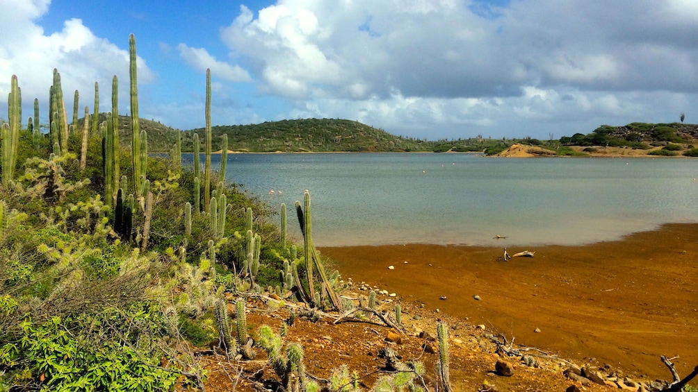 Cactus and beach in Bonaire