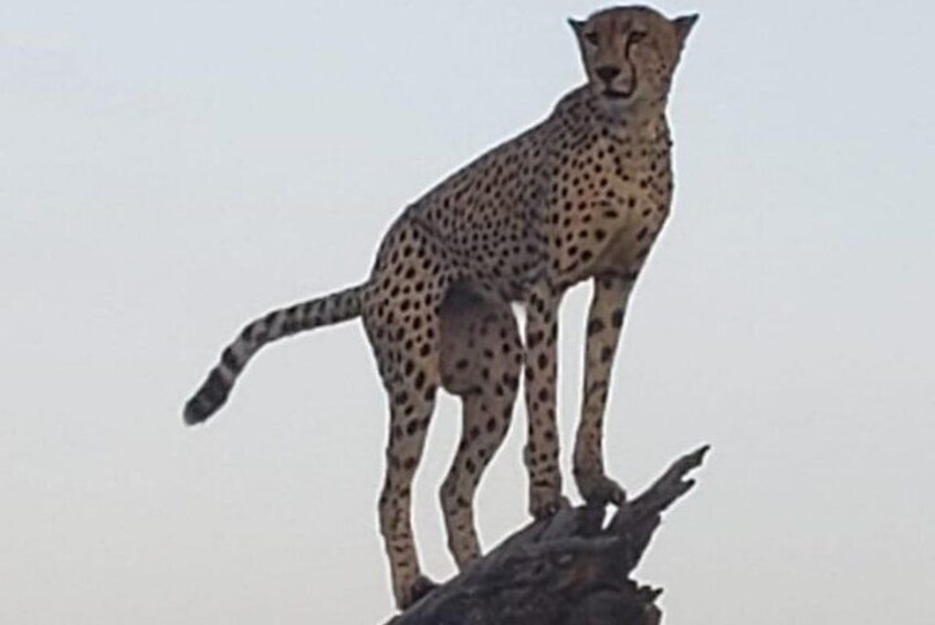 Kruger National Park Explorer