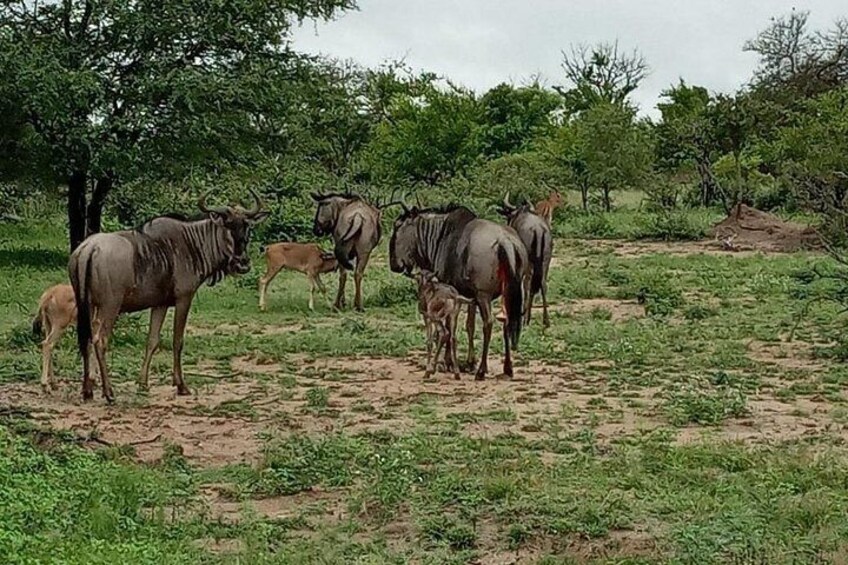 Kruger National Park Explorer