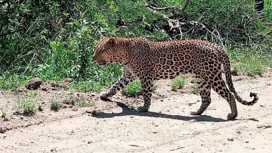 Kruger National Park Explorer