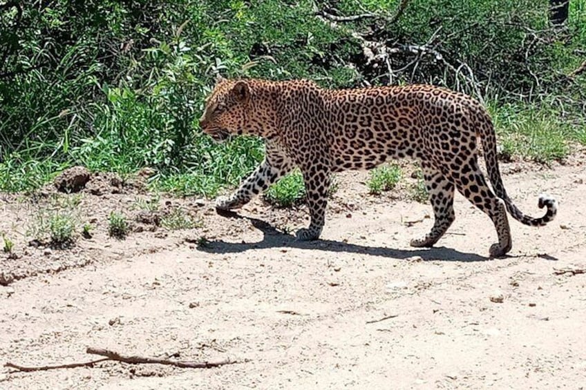 Kruger National Park Explorer